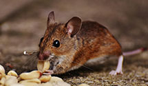 24 Hour & Emergency Exterminators in Trumbauersville, PA